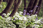 Flatts Woods