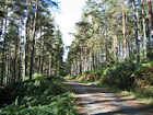 Hamsterley Forest
